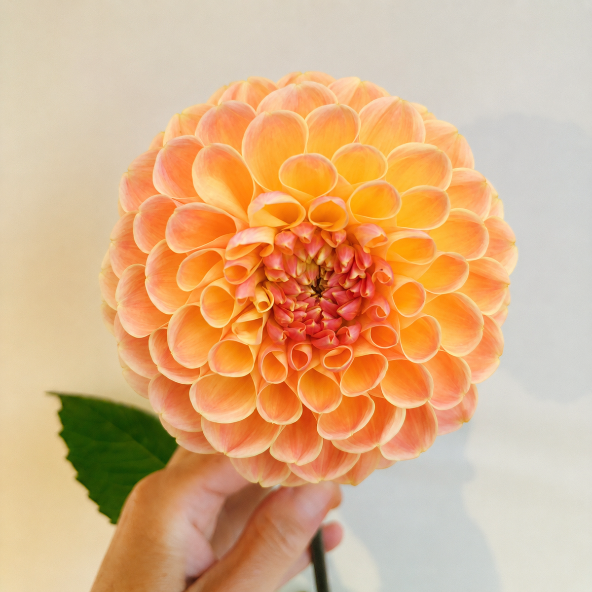 Critchon Honey Dahlia Tuber