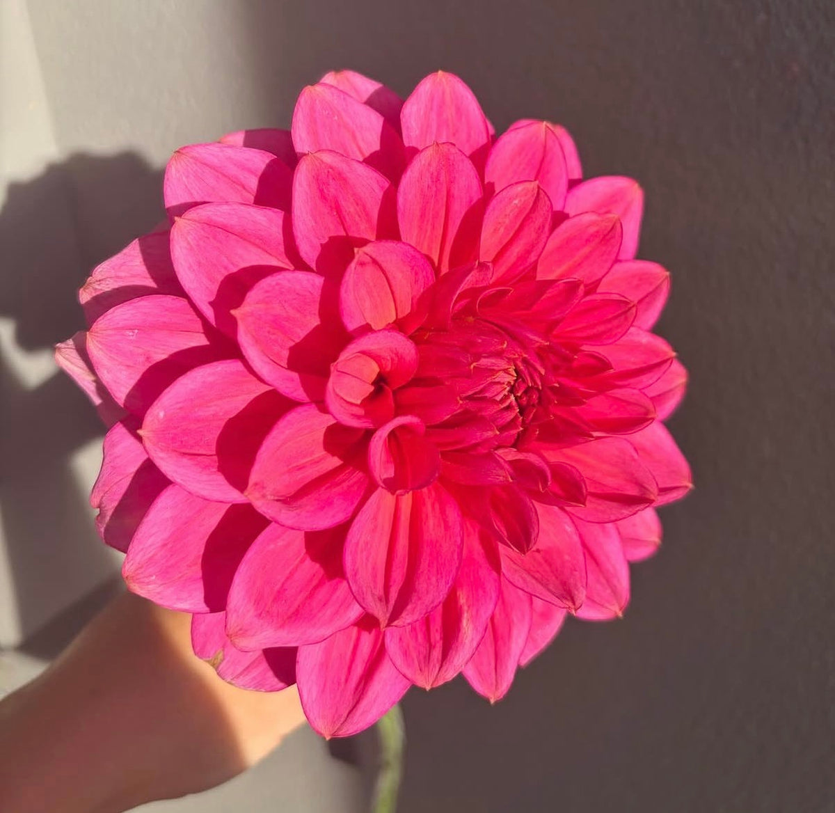 Florelie Guava