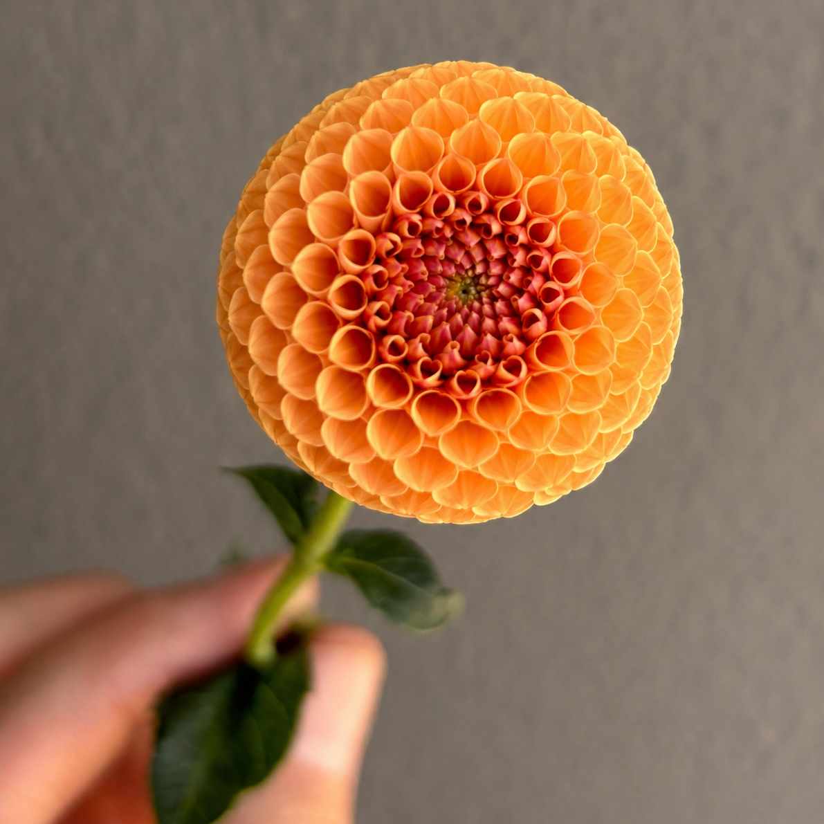 Glenbank Honeycomb Dahlia Tuber