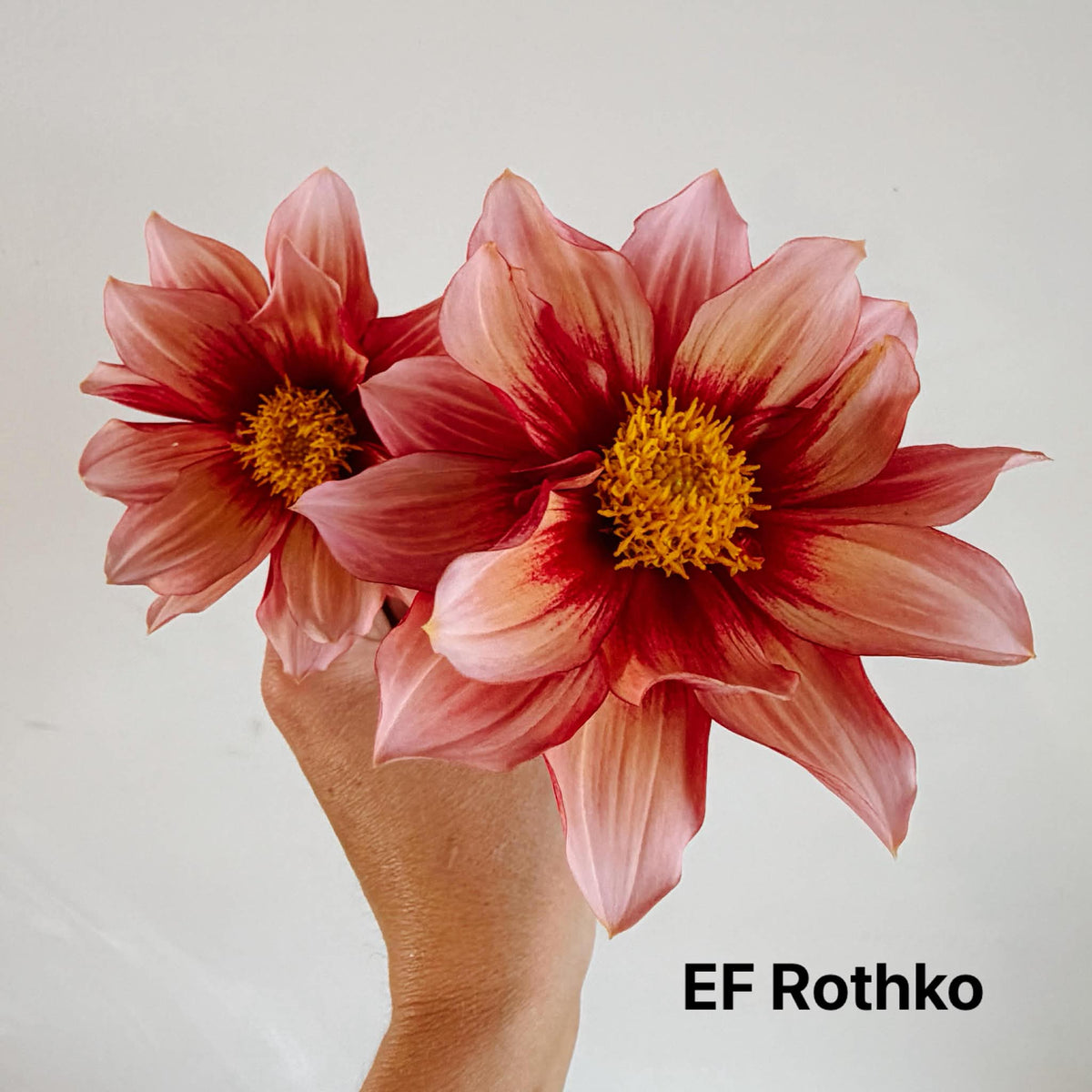 EF Rothko