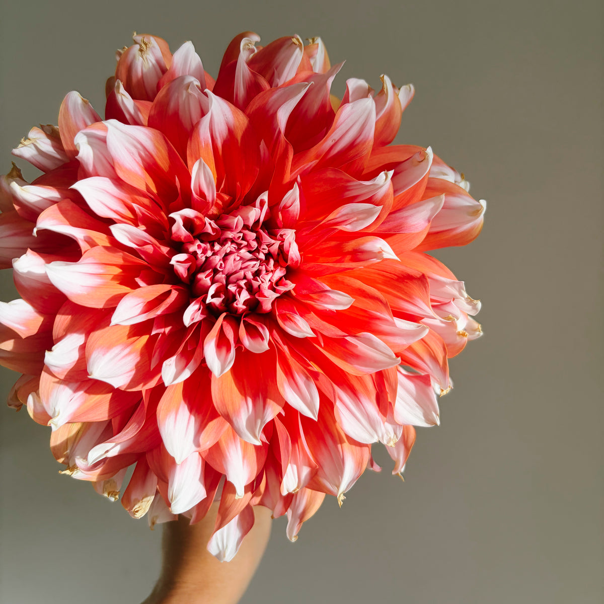 Holland Festival Dahlia Tuber