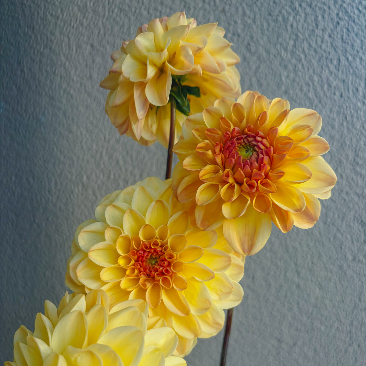 Florelie Toffee Dahlia Tuber