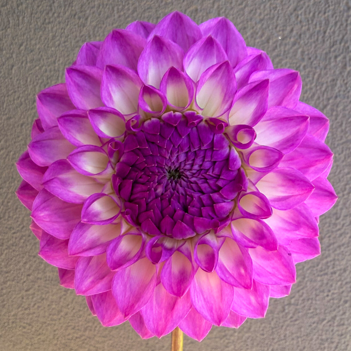Le Batts Prime Dahlia Tuber