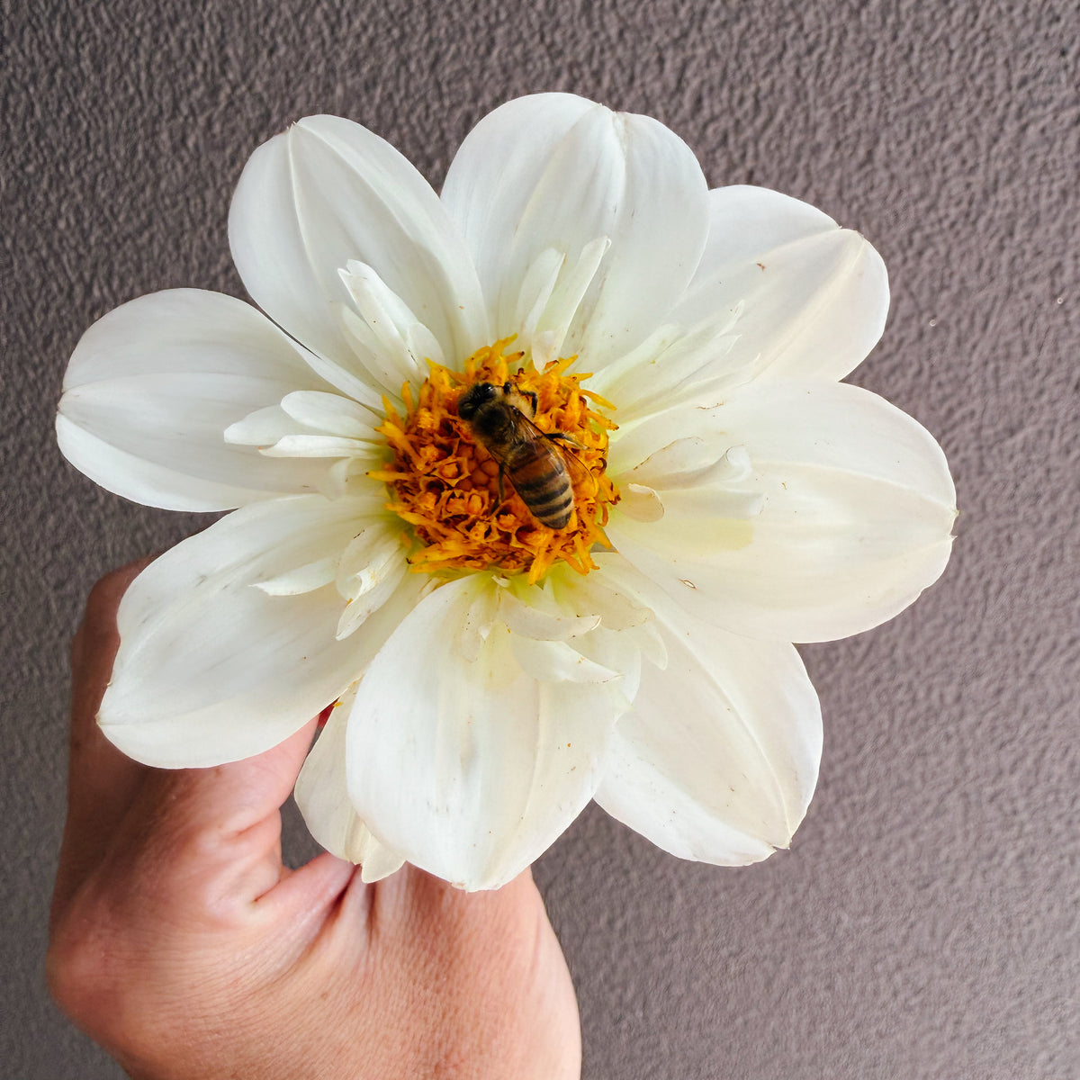 Hillara Ice Dahlia Tuber