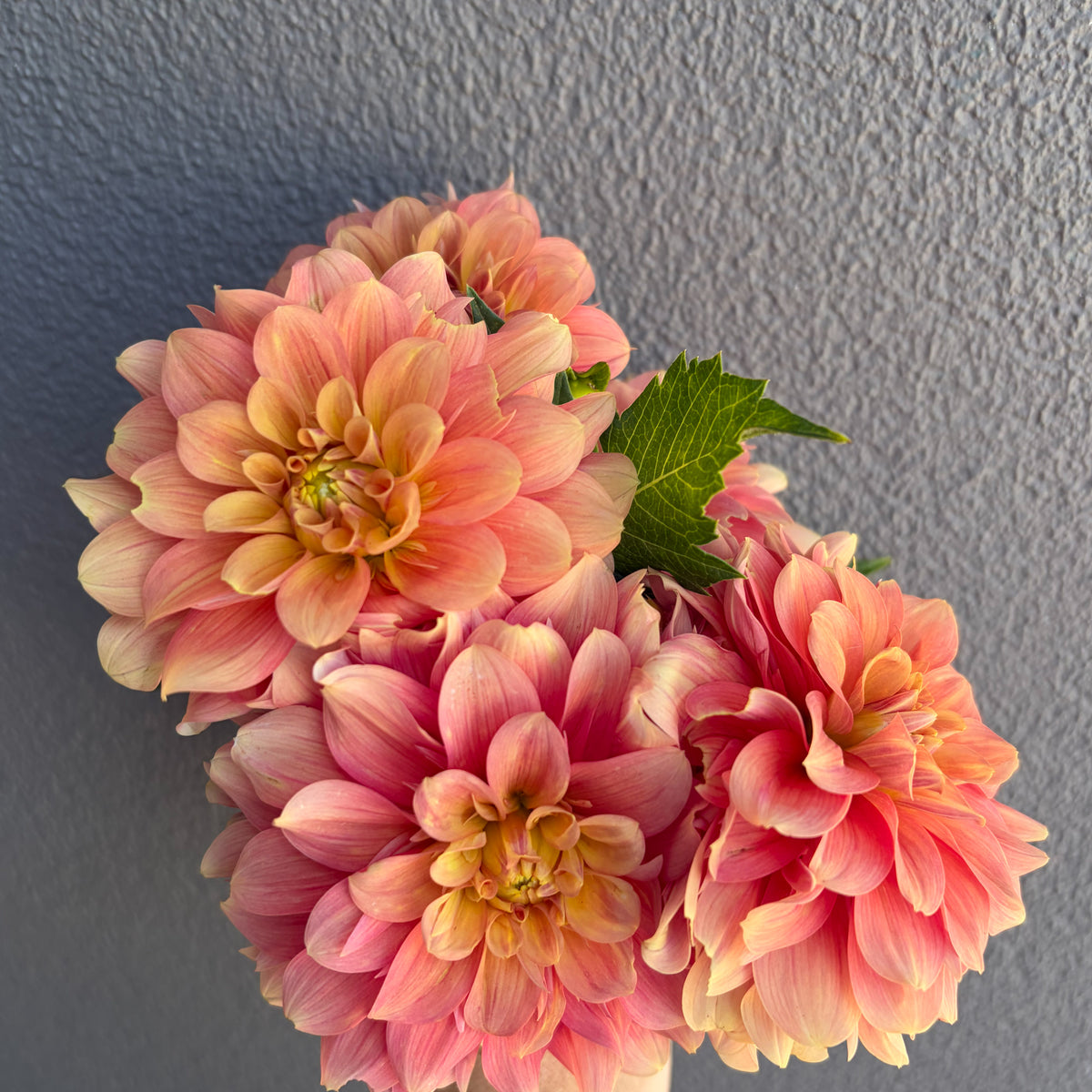 Lileah Honey Jumble Dahlia Tuber
