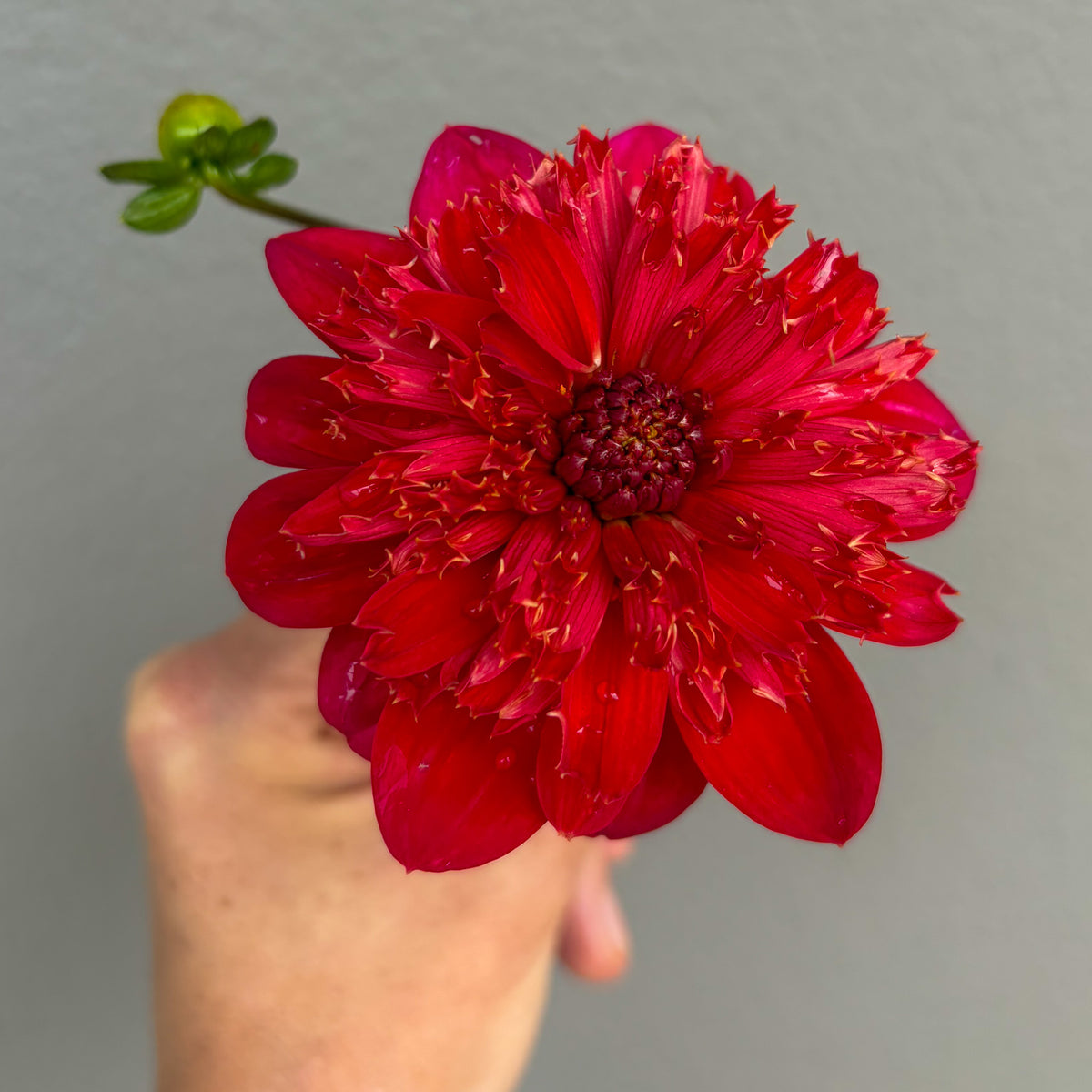 Christie Topknot Dahlia Tuber