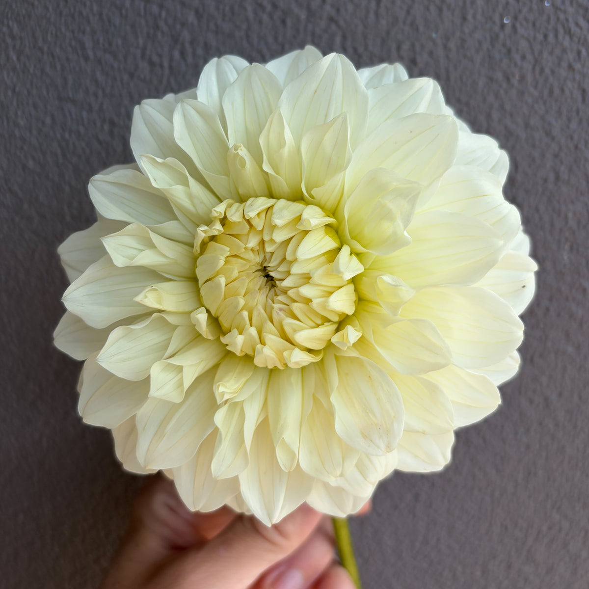 Florelie Nimbus Dahlia Tuber