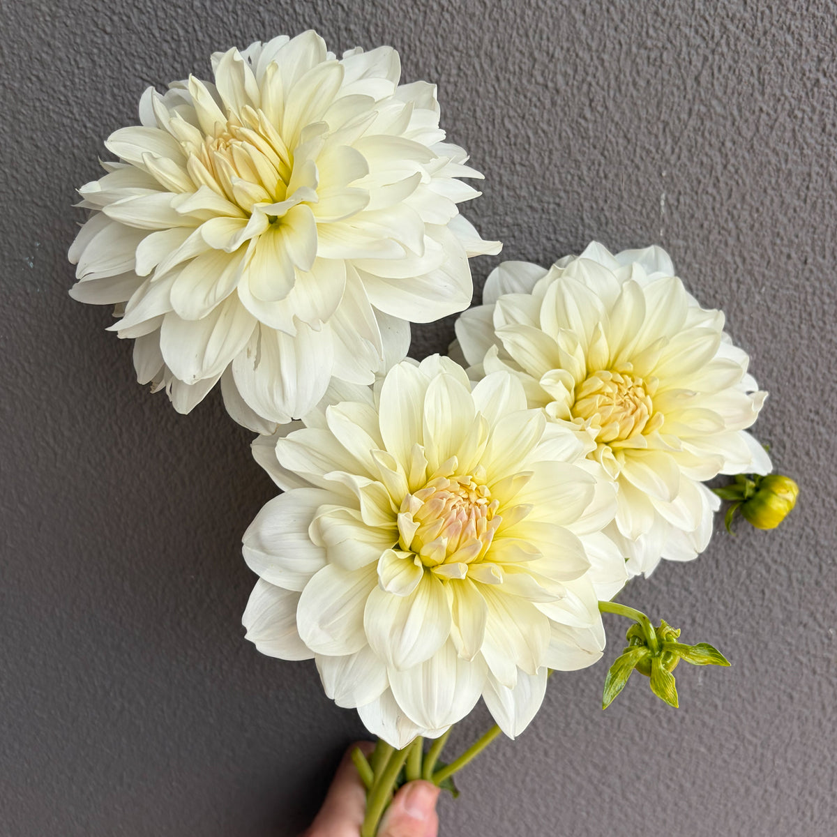 Snow Princess Dahlia Tuber
