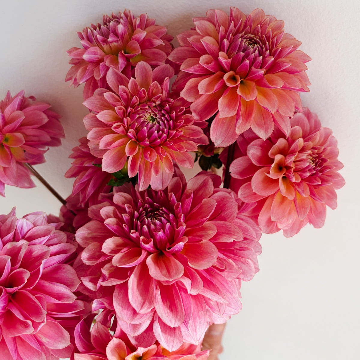 EF Kirac Dahlia Tuber