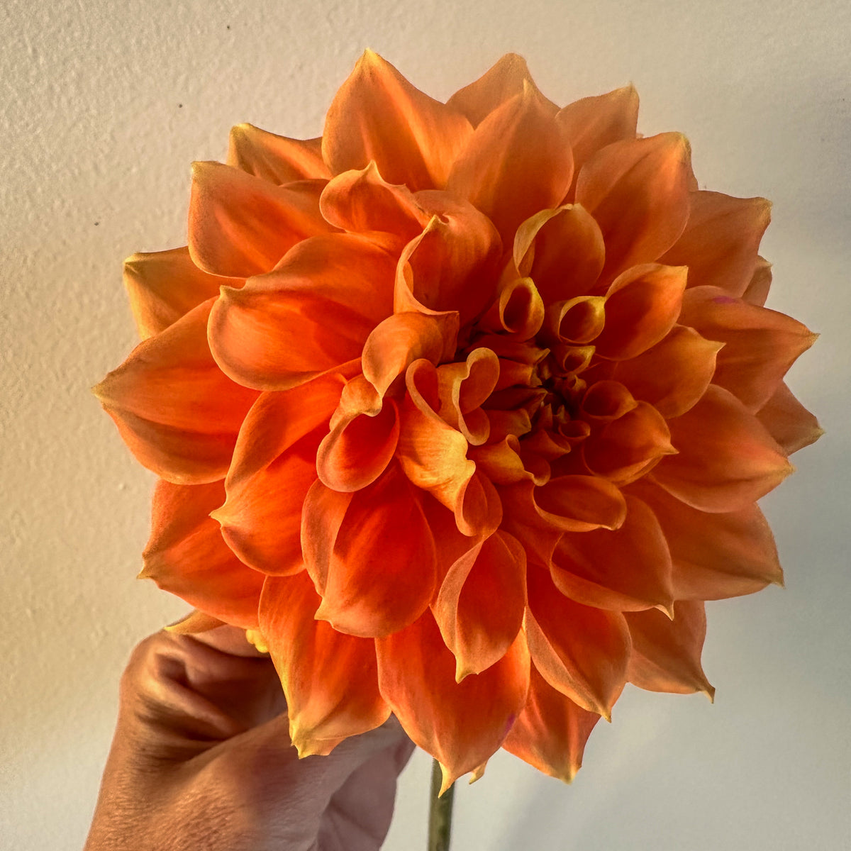 Hamilton Junior Dahlia Tuber