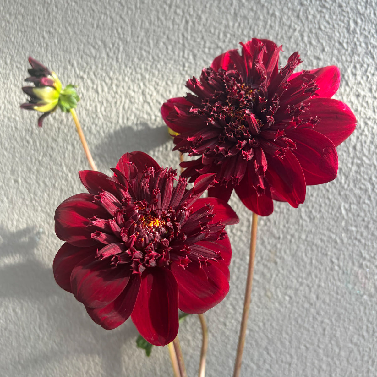 Balgo Jim Dahlia Tuber