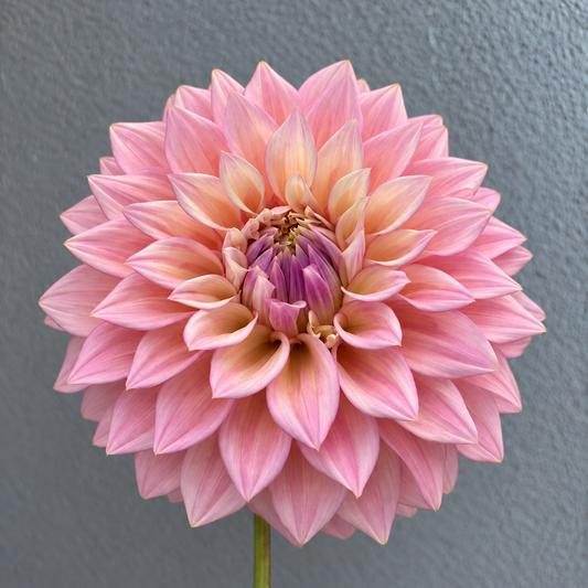 Alden Rocket Dahlia Tuber