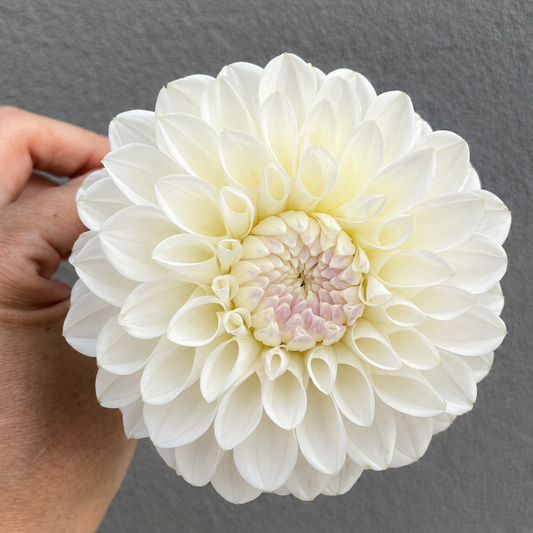 Pristine Dahlia Tuber