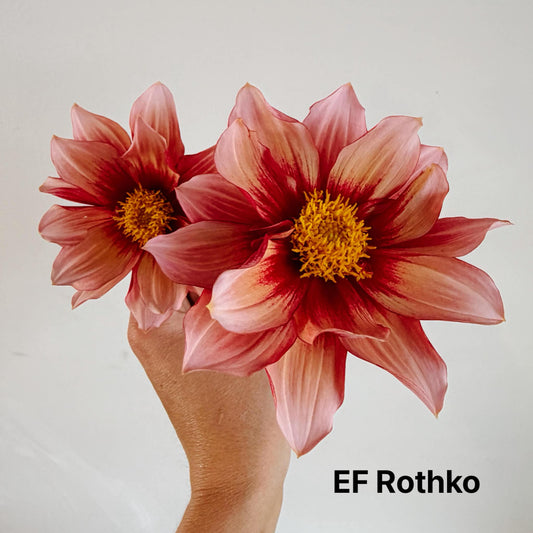 EF Rothko