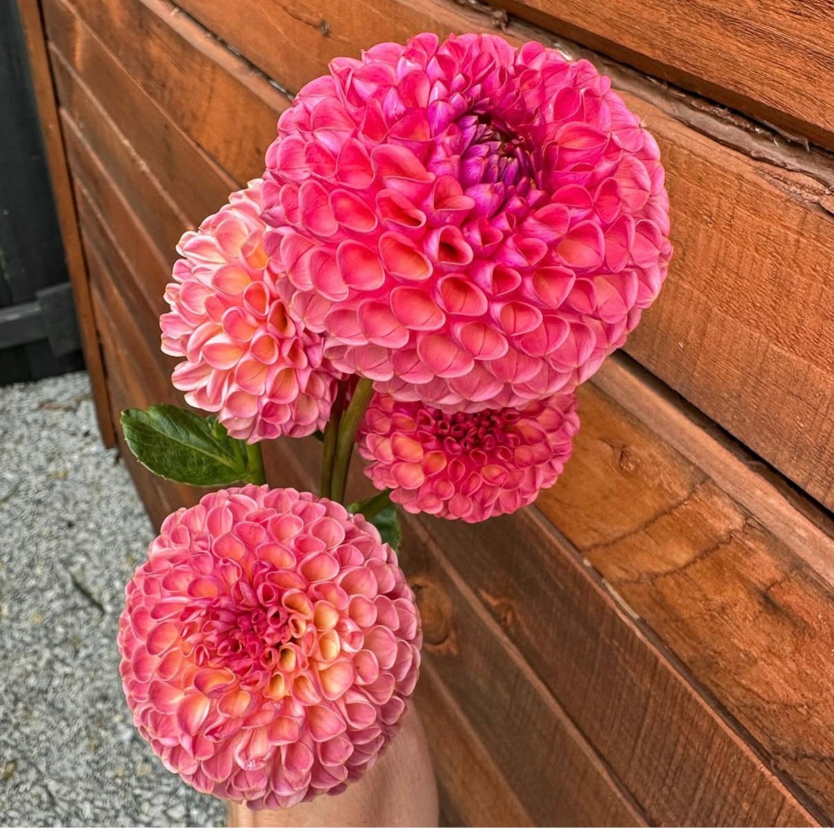 Little Peaches