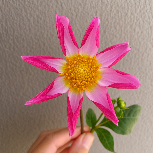 Winkie Cupid Dahlia Tuber