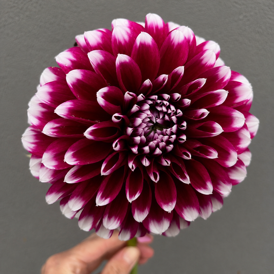 Edinburgh Dahlia Tuber