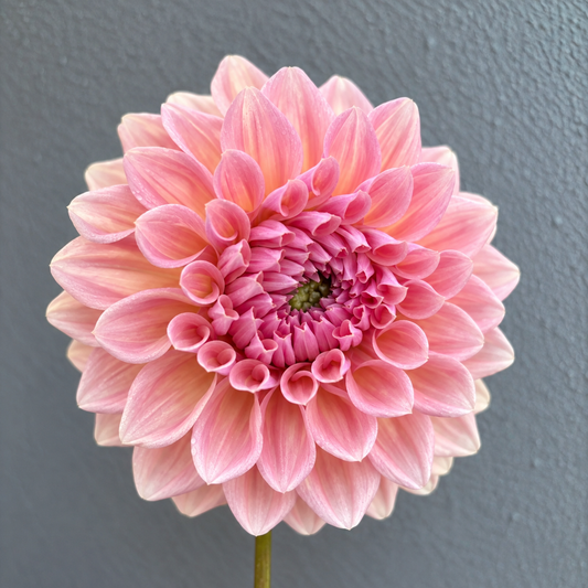 West Coast Dahlia Tuber