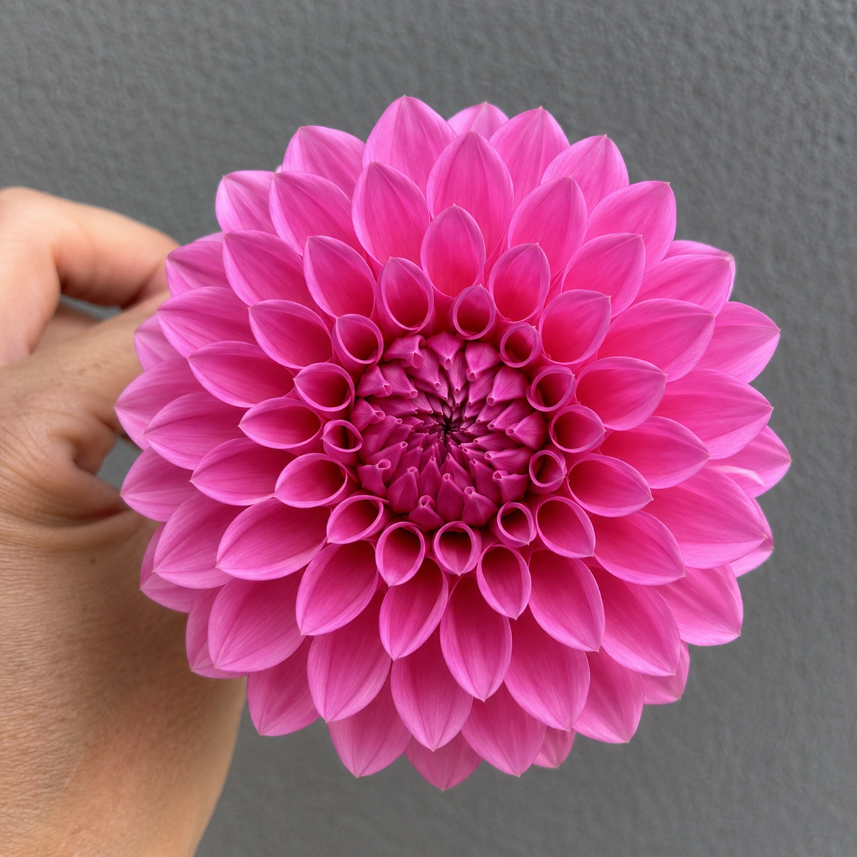 Glenmarc Royal Dahlia Tuber