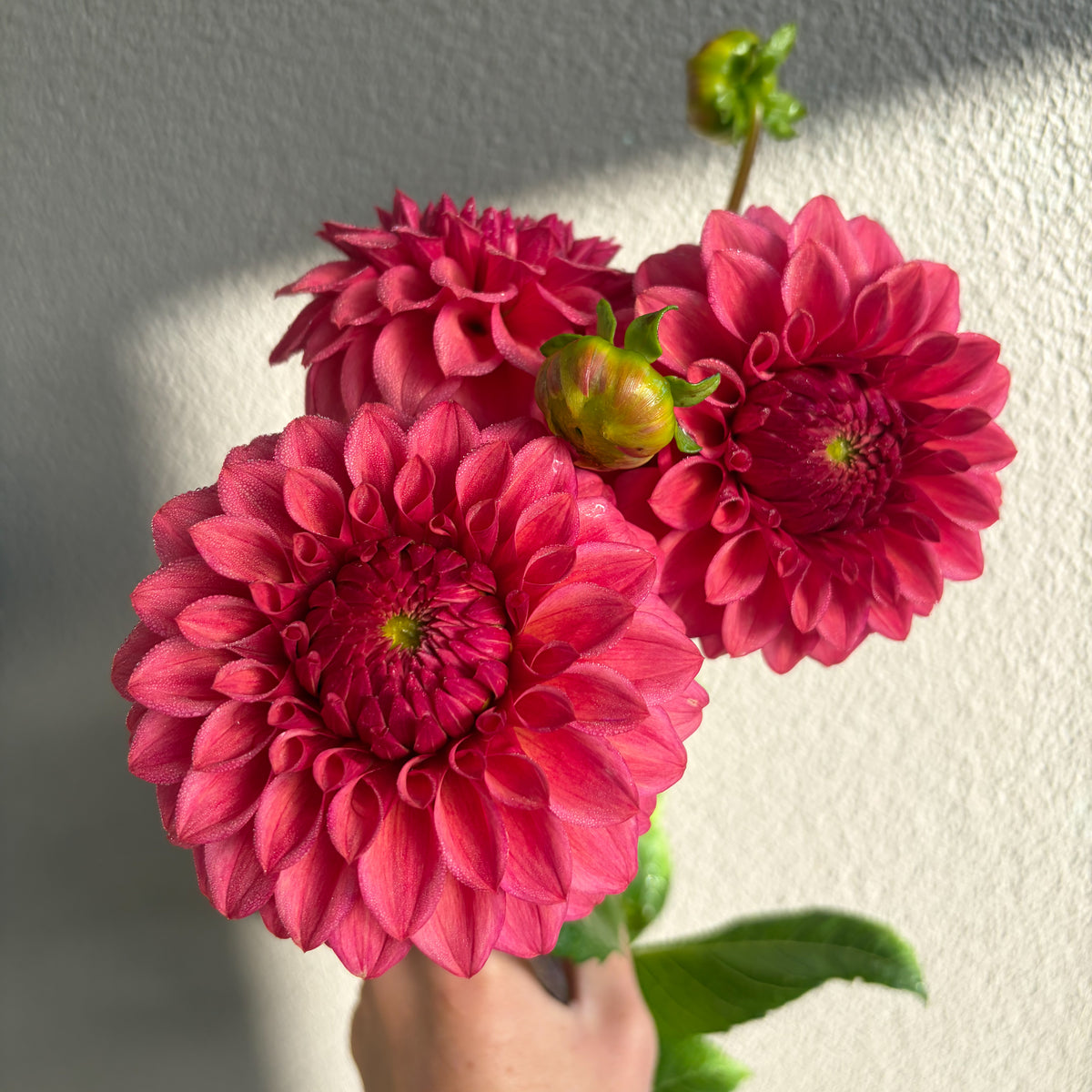 Formby Rocket Dahlia Tuber