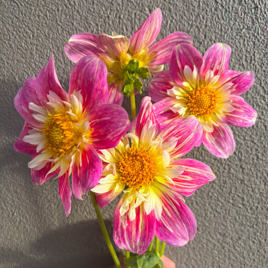 Brooks Pale Dawn Dahlia Tuber