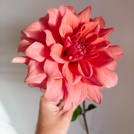 Lileah Caramel Rose Dahlia Tuber