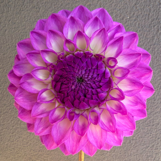 Le Batts Prime Dahlia Tuber
