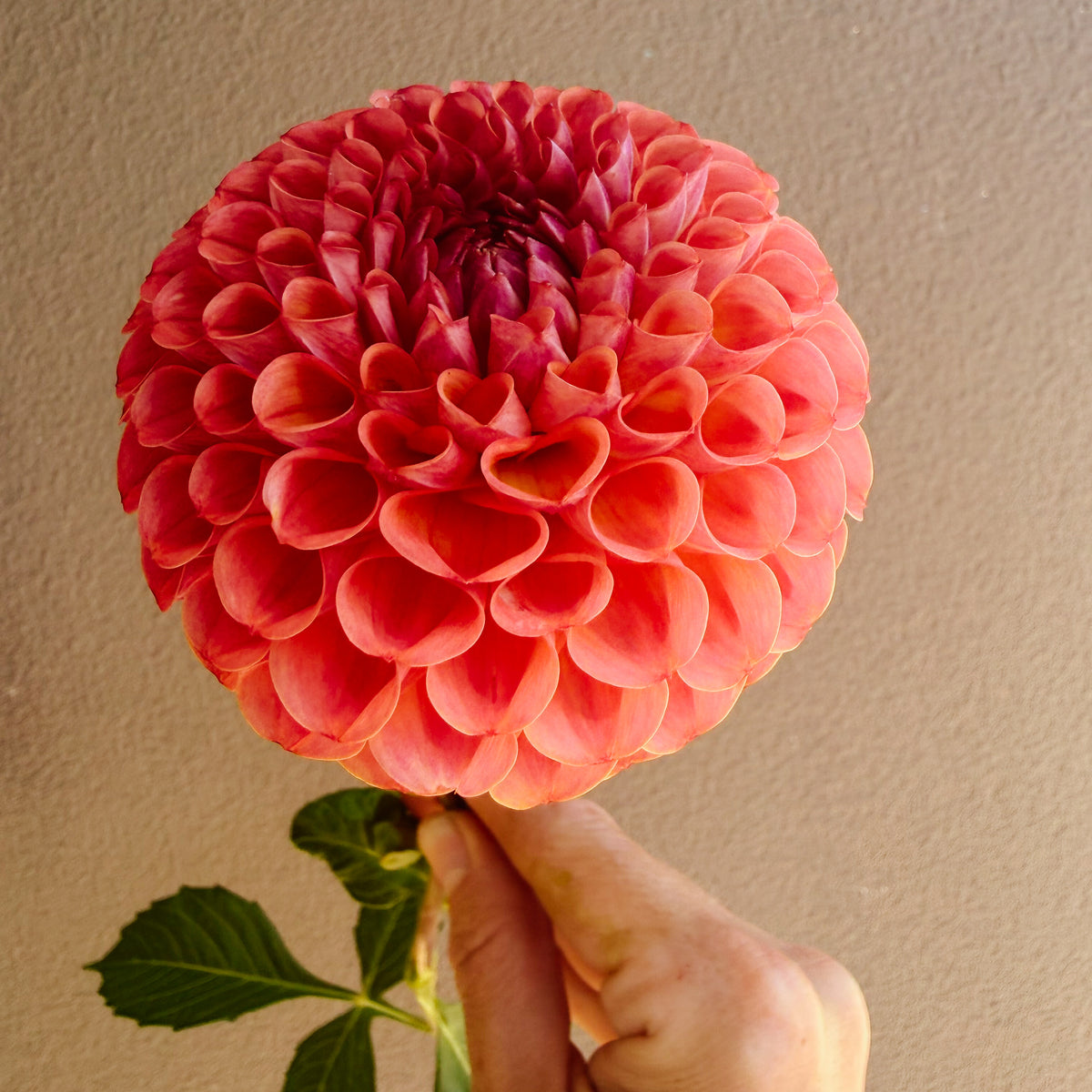 Isabella Dahlia Tuber