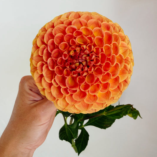 Sheila Dahlia Tuber