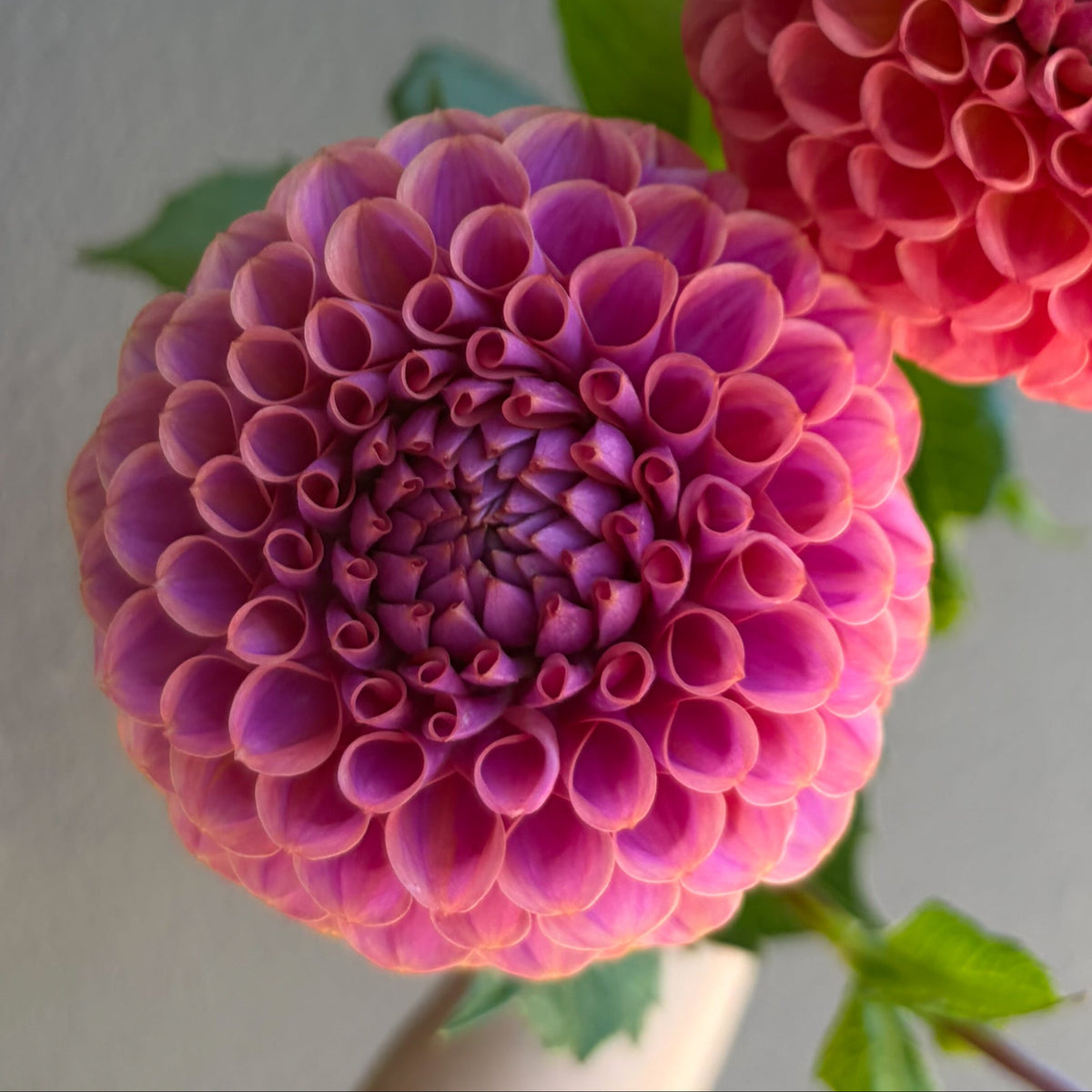 Isabel Dahlia Tuber