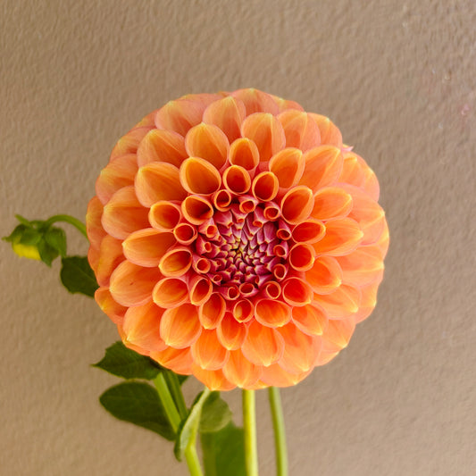 Devon Apollo Dahlia Tuber