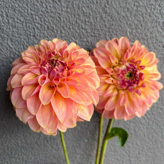 Coorabell Jessie Dahlia Tuber