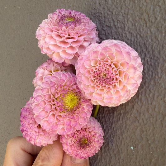Miwong Dahlia Tuber