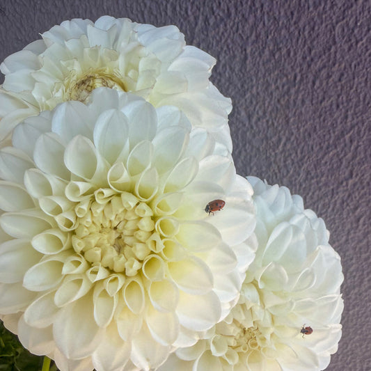 Devon Smoke Dahlia Tuber
