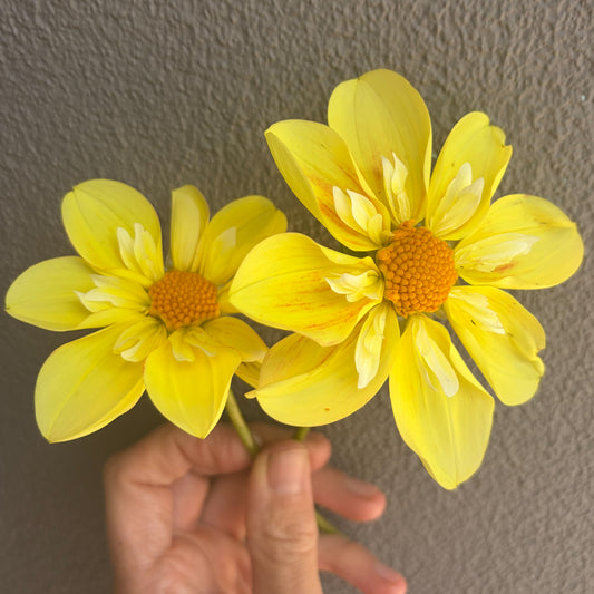 April Star Dahlia Tuber