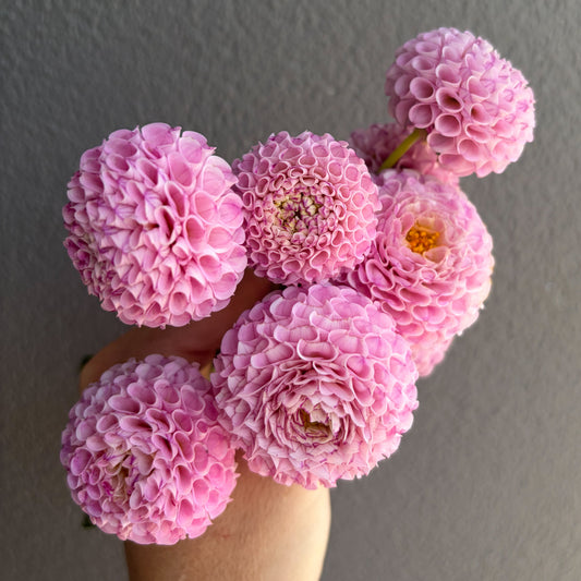 Pam Dahlia Tuber