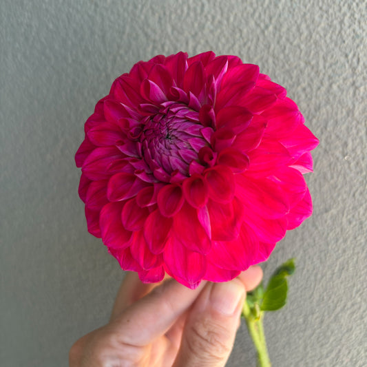 Devon Fantasy Dahlia Tuber