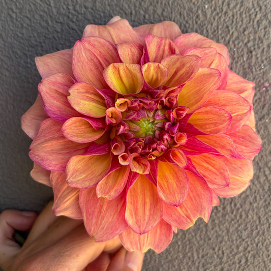 EF Southerden Dahlia Tuber
