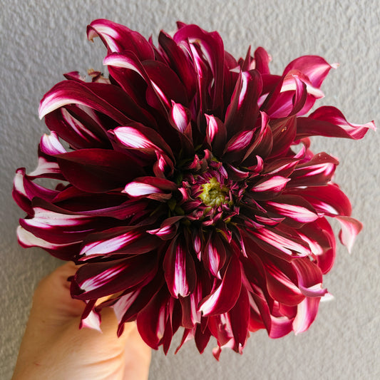 Tartan Dahlia Tuber