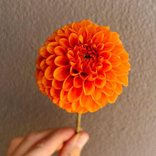 April Sunbeam Dahlia Tuber