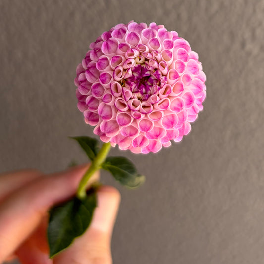 Oretti Duke Dahlia Tuber
