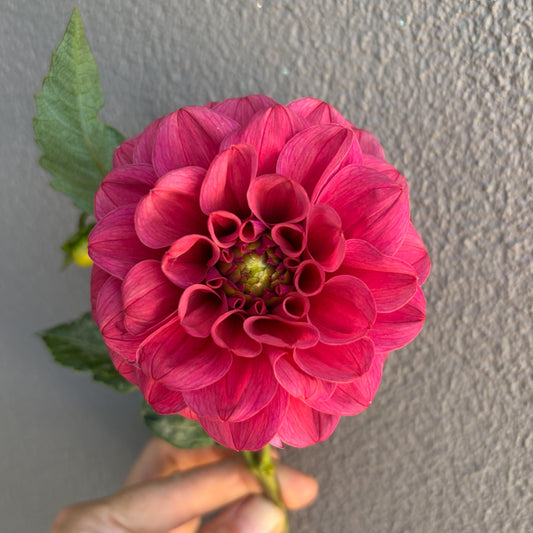 Dusty Rose Dahlia Tuber