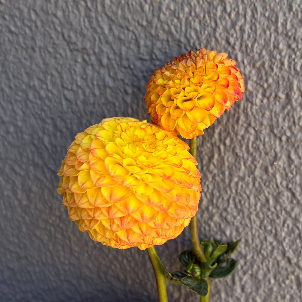 Apricot Willo Dahlia Tuber
