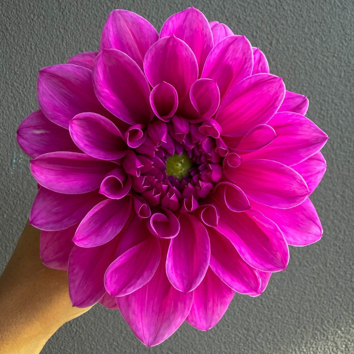 Lileah Lola Dahlia Tuber