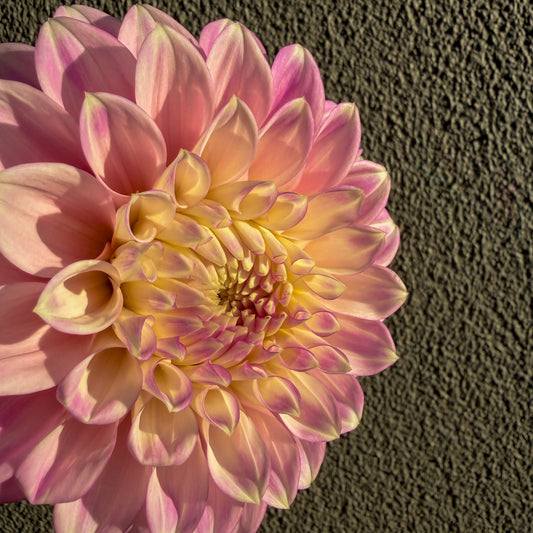 Devon Seattle Dahlia Tuber