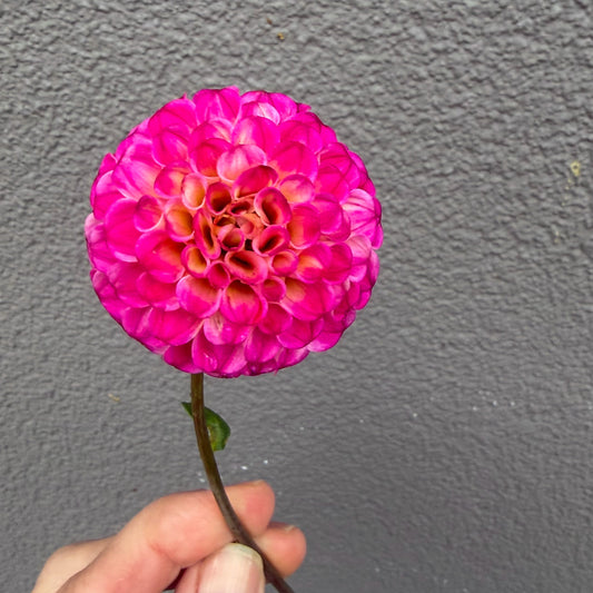 Woden Surprise Dahlia Tuber
