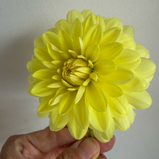 Lemon Delight Dahlia Tuber