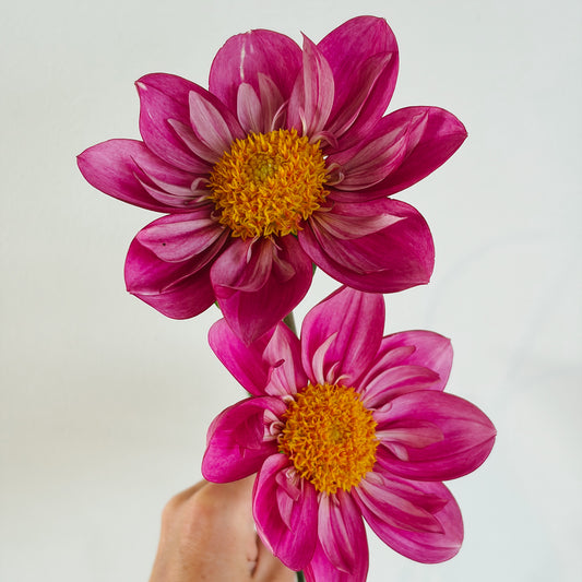 EF Koonsy Dahlia Tuber