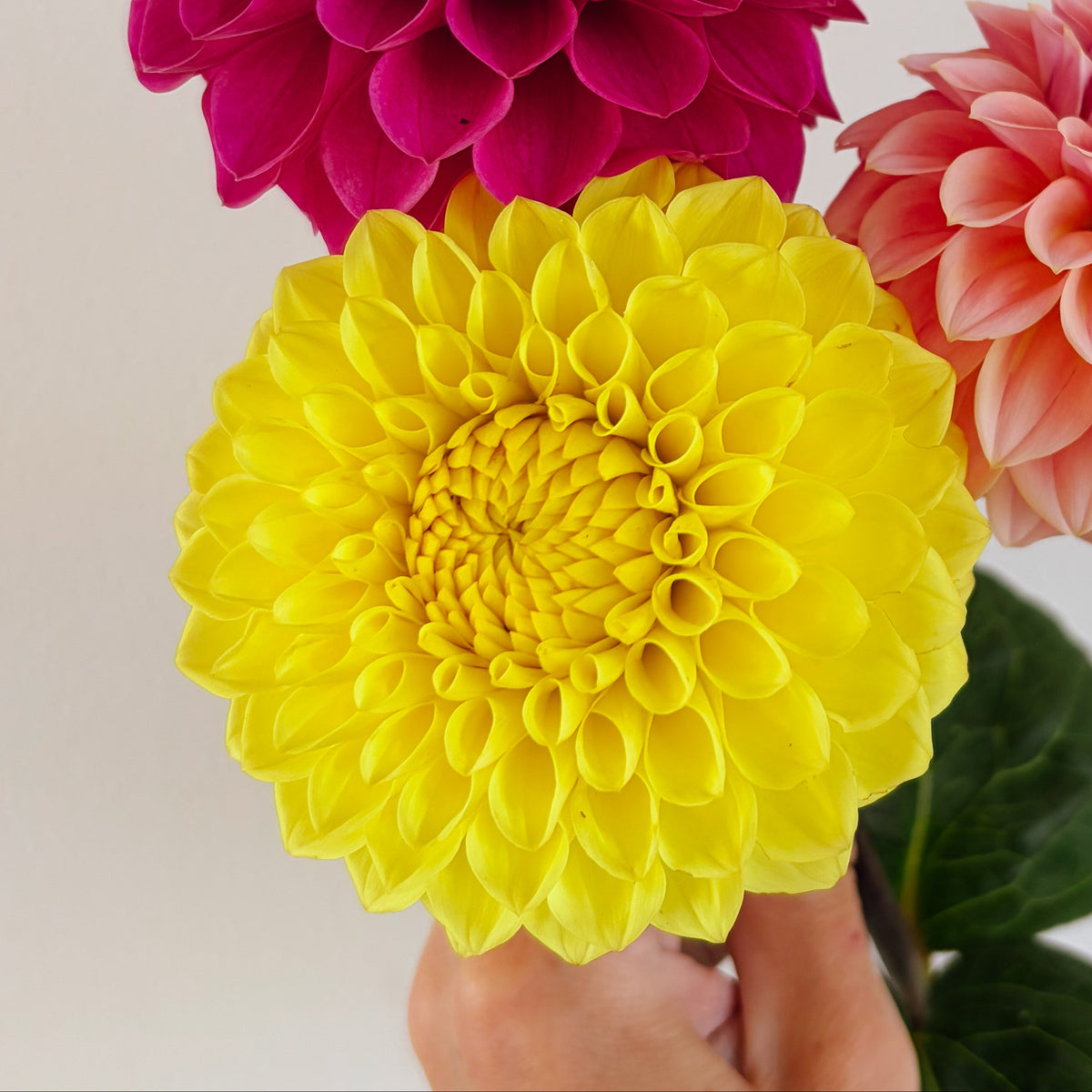 Blyton Golden Girl Dahlia Tuber