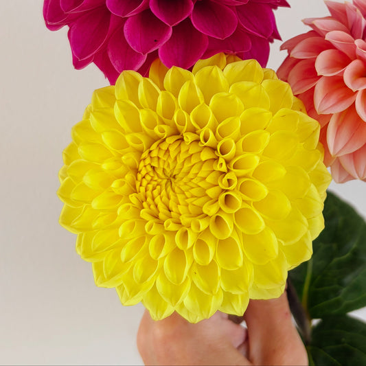 Blyton Golden Girl Dahlia Tuber